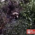 देवरिया: झाड़ियों के बीच मिला रहस्यमयी मानव कंकाल, इलाके में मचा हड़कंप