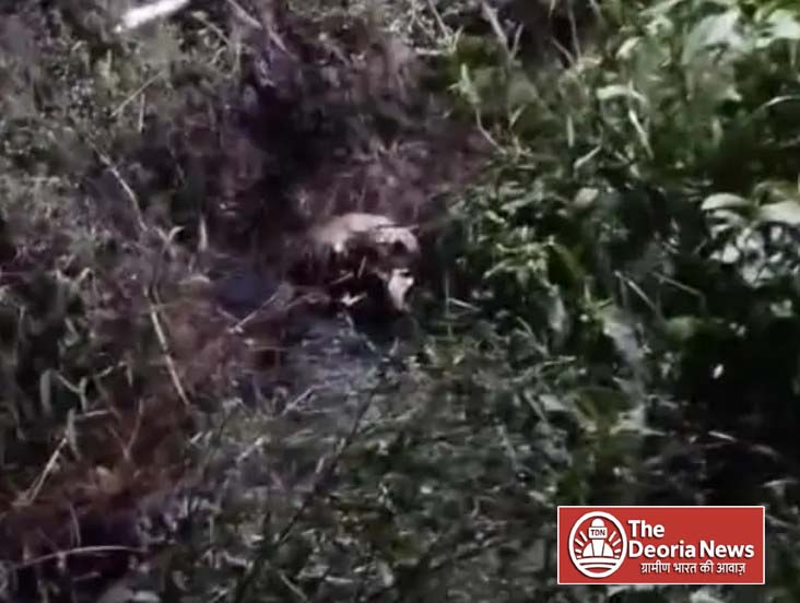 Deoria Among the bushes