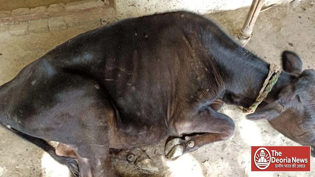 lumpy virus in tarkulwa