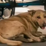 अलीगढ़ में शिक्षकों को ‘डॉग ट्रैकर’ बनाने का आरोप, बीएसए ने किया खंडन