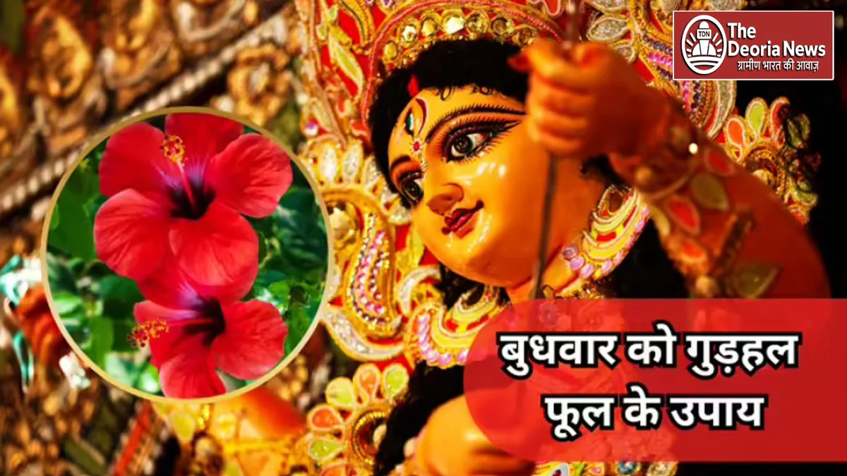 Hibiscus flower remedies on Wednesday