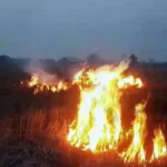 पंजाब-हरियाणा में पराली जलाने के मामलों में 53% की बड़ी गिरावट, दिल्ली के प्रदूषण में योगदान 5% से भी कम