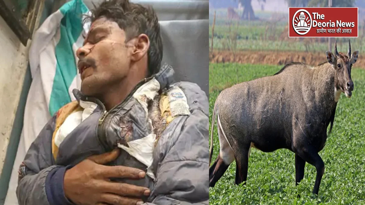 Tempo collides with Nilgai