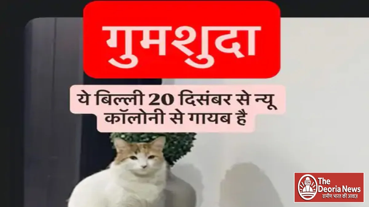 pet white cat in deoria