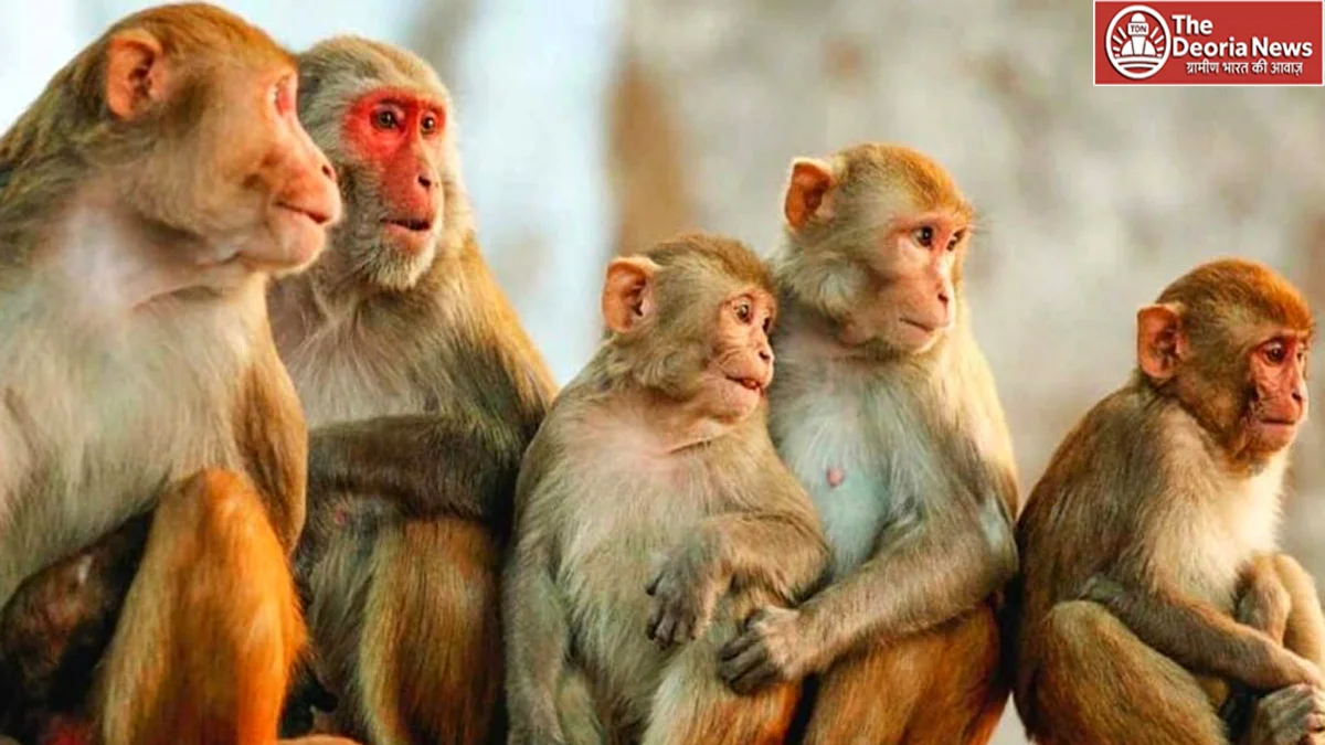 monkey catching in up