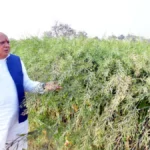 सरसों की लहलहाती फसल ने रोका कृषि मंत्री का काफिला, किसान को फोन कर दी बधाई