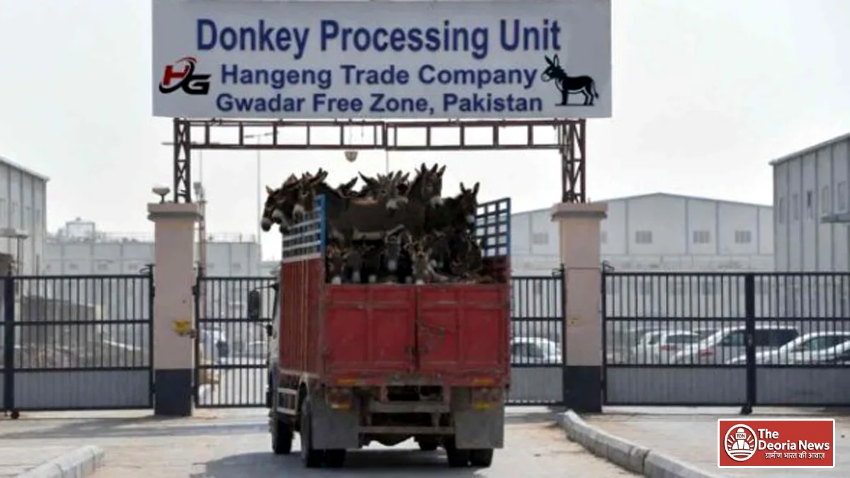 Pakistan to Chinese company