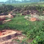 देवरिया: सिसई ग्राम सभा में अवैध पेड़ कटान का आरोप, ग्रामीणों ने जांच और कार्रवाई की मांग उठाई