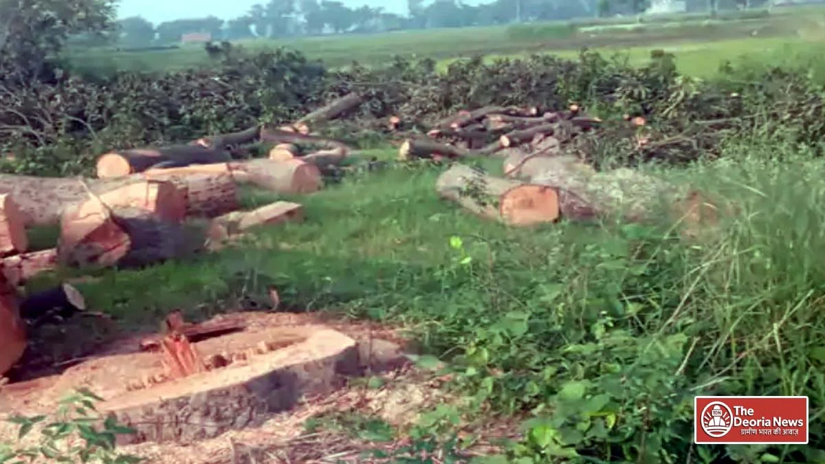 Deoria Illegal trees in Sisai Gram Sabha
