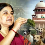 डॉग बाइट की बढ़ती घटनाओं पर मेनका गांधी बोलीं- कुत्तों को हटाना नहीं, ABC कार्यक्रम का सही क्रियान्वयन ही स्थायी समाधान